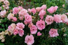 IMG_20231020_092620