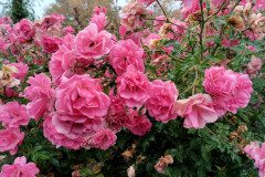 IMG_20231020_092840