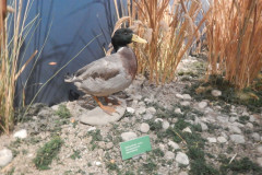 DSCN6953