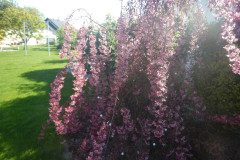 DSCN0313