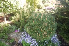 DSCN0347