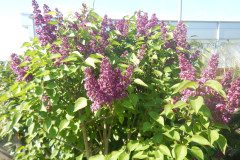 DSCN0356