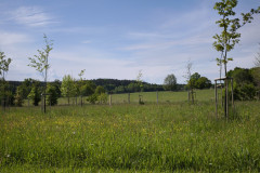 IMG_20260520_094253