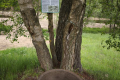 IMG_20260520_130236
