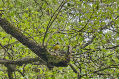 IMG_20260520_130658