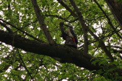 IMG_20260520_130744