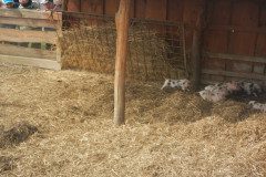 DSCN0433