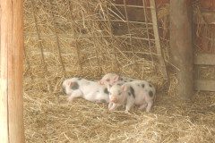 DSCN0434