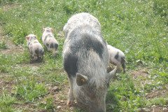 DSCN0435