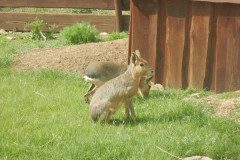 DSCN0437