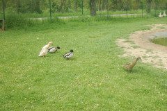 DSCN0496
