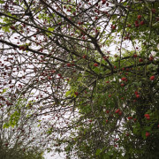 Berušky - Dopolední výlet k Ringhofferově hrobce v Kamenici