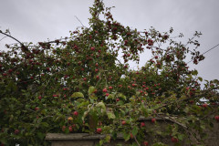 IMG_20250924_090139