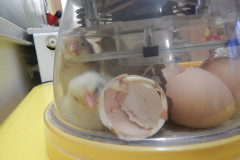 DSCN9681