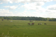 DSCN1335
