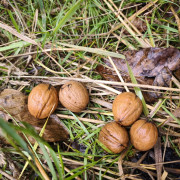 Berušky na nákupu v Lidlu