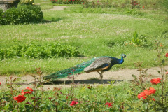 DSCN1064