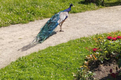 IMG_20250618_095543