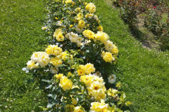 IMG_20250618_095656