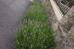 IMG_20260604_163316