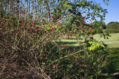 IMG_20260925_090905