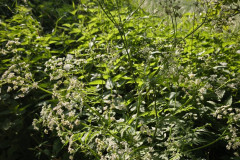 IMG_20260602_082540