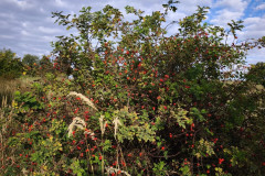 IMG_20261007_090349
