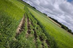 IMG_20260615_101612