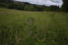 IMG_20260615_104252