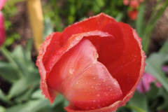IMG_20260506_090935
