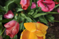 IMG_20260506_090957