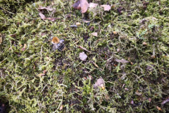 IMG_20260506_100615