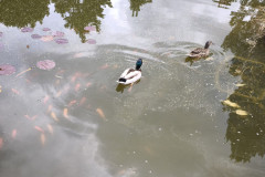 IMG_20260506_103217