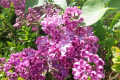 IMG_20260506_104729_000