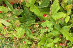 IMG_5097