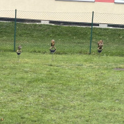 Dravci a sovy - Výukový program se živými zvířaty  ve Sluníčku