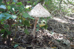 DSCN2520