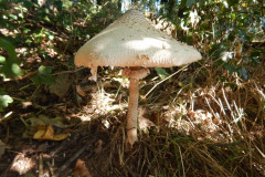 DSCN2521