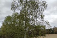 IMG_20240403_103105