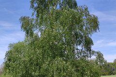 IMG_20240429_104225