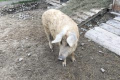 Ježečci - Návštěva na statku