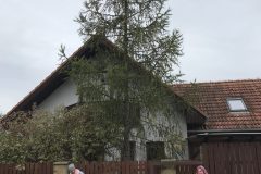 Ježečci - První polovina října