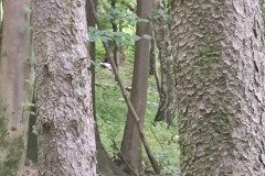 IMG_20240626_110751
