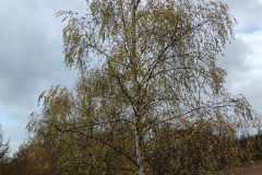 IMG_20231120_105422