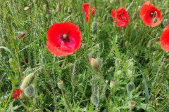 IMG_20240607_103153