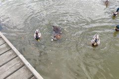 IMG_20240611_133349