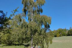 IMG-20240513-WA0005