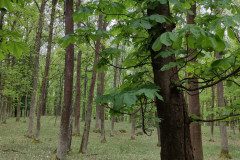 IMG_20240503_094003