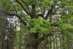 IMG_20240503_100713