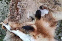 IMG_20240503_101718